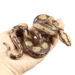 Python en plastique - Vignette | Farce & Attrape