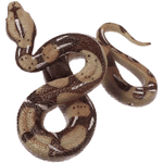 Python en plastique - Vignette | Farce & Attrape