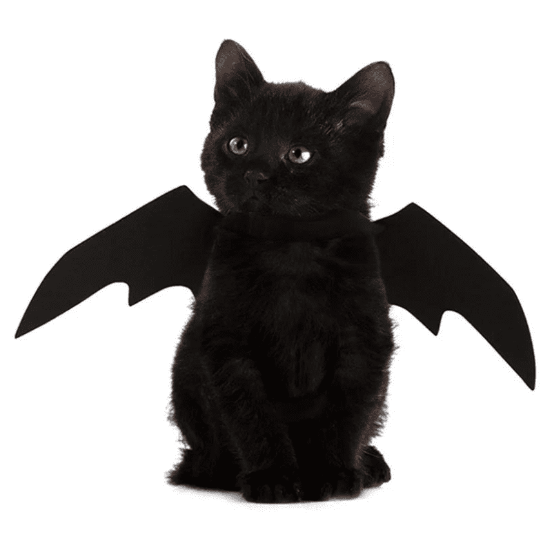 déguisement halloween chat
