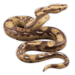 Python en plastique - Vignette | Farce &amp; Attrape